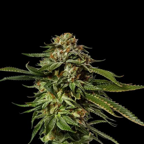 Emballage de graines de cannabis Aurora Borealis — Royal King Seeds France