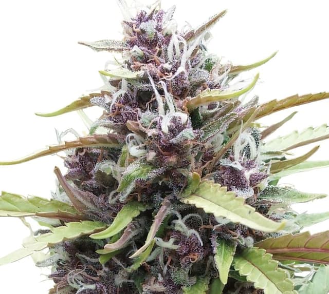 Emballage de graines de cannabis Ayahuasca Purple — Royal King Seeds France