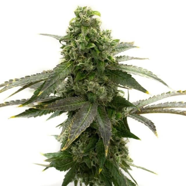 Emballage de graines de cannabis Badazz Cheese — Royal King Seeds France