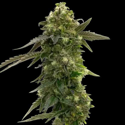 Emballage de graines de cannabis Badazz Rolex — Royal King Seeds France