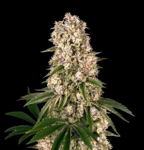 Emballage de graines de cannabis Banana Kush — Royal King Seeds France