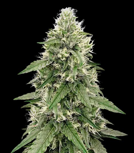 Emballage de graines de cannabis Bear Dance — Royal King Seeds France