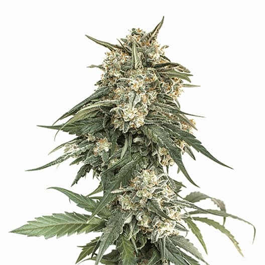 Emballage de graines de cannabis Biddy Early — Royal King Seeds France