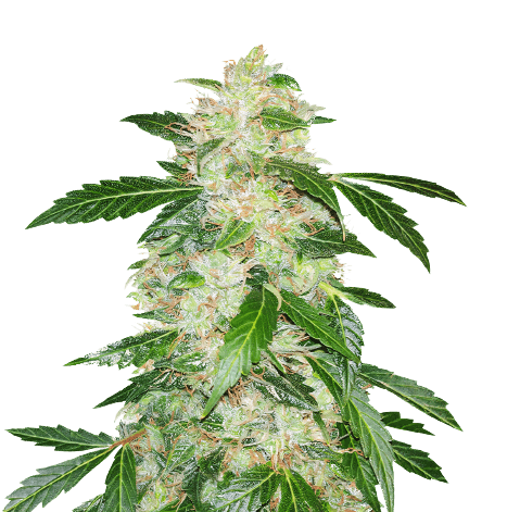 Emballage de graines de cannabis Big Bang — Royal King Seeds France