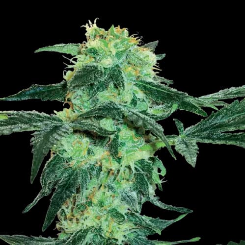 Emballage de graines de cannabis Black Tuna — Royal King Seeds France