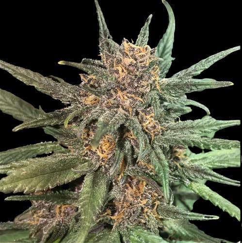 Emballage de graines de cannabis Blackberry Cream — Royal King Seeds France