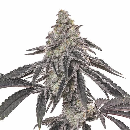 Emballage de graines de cannabis Blackberry Hashplant — Royal King Seeds France