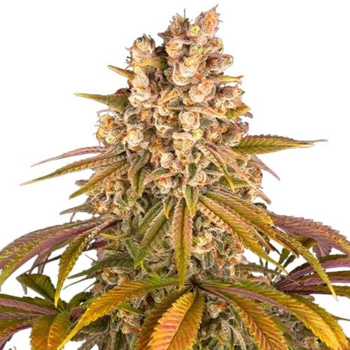 Emballage de graines de cannabis Blackberry Pie — Royal King Seeds France