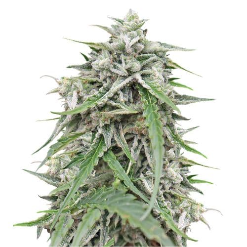 Emballage de graines de cannabis Blue Galaxy — Royal King Seeds France