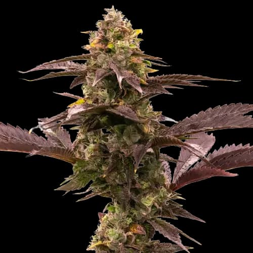 Emballage de graines de cannabis Blue Jack City — Royal King Seeds France