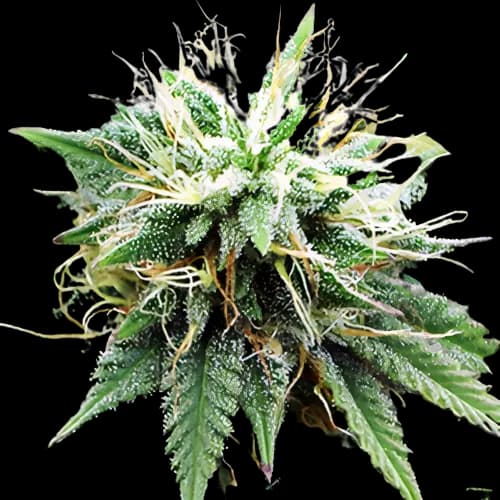Emballage de graines de cannabis Blue Lights — Royal King Seeds France
