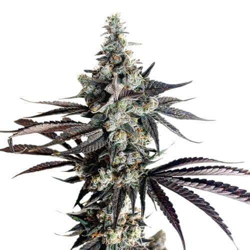Emballage de graines de cannabis Blue Monster — Royal King Seeds France