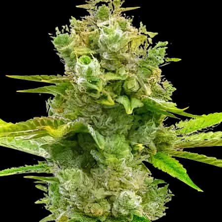 Emballage de graines de cannabis Blue Princess — Royal King Seeds France