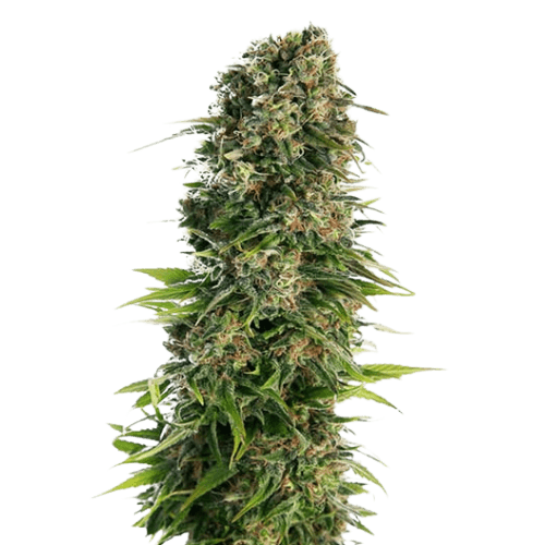 Emballage de graines de cannabis Blue Zkittlez — Royal King Seeds France