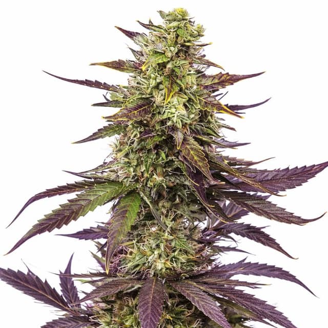 Emballage de graines de cannabis Blueberry Milk — Royal King Seeds France