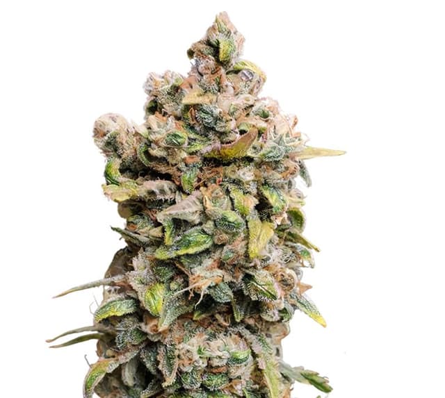 Emballage de graines de cannabis Blueberry Space Cake — Royal King Seeds France