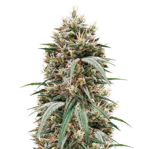 Emballage de graines de cannabis Blueberry Waltz — Royal King Seeds France