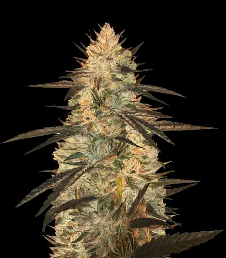 Emballage de graines de cannabis Blueberry Yum Yum — Royal King Seeds France
