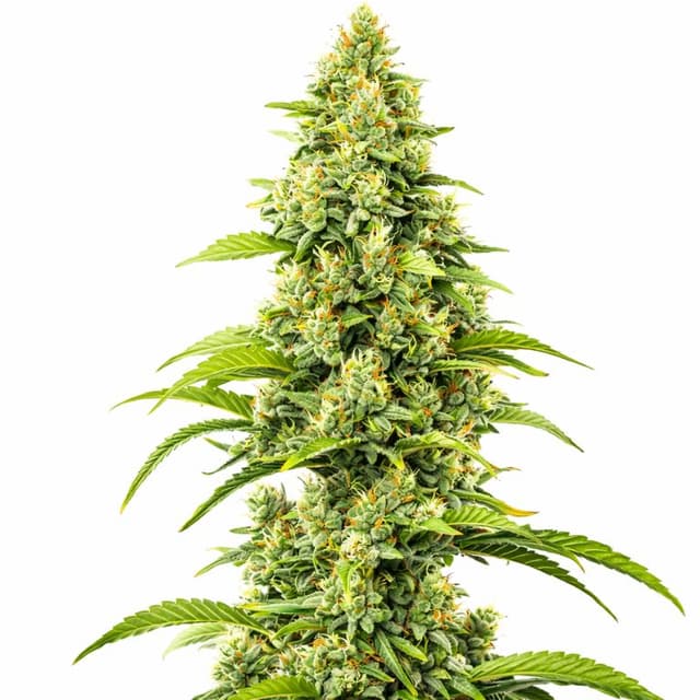 Emballage de graines de cannabis Bubblegum Haze — Royal King Seeds France