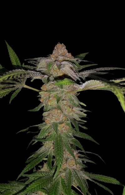 Emballage de graines de cannabis Cadillac Purple — Royal King Seeds France