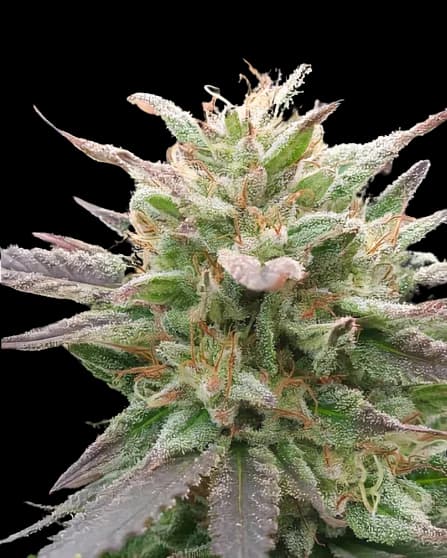 Emballage de graines de cannabis California Love — Royal King Seeds France