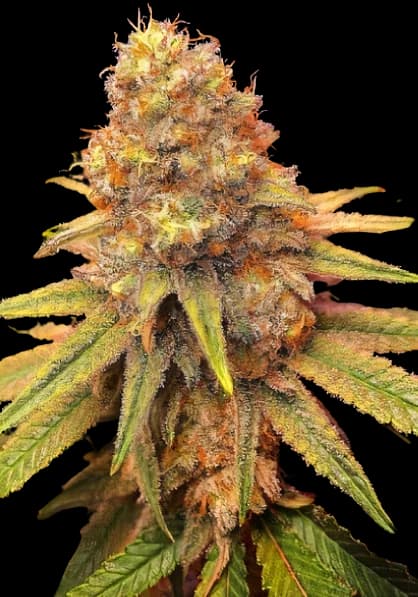 California Orange Auto