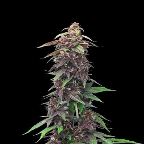 Emballage de graines de cannabis Candy Cane — Royal King Seeds France
