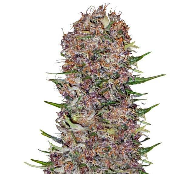 Emballage de graines de cannabis Candy Cream — Royal King Seeds France
