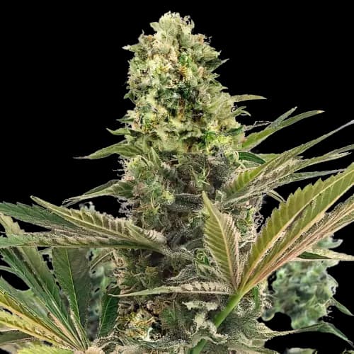 Emballage de graines de cannabis CBD Caramel — Royal King Seeds France