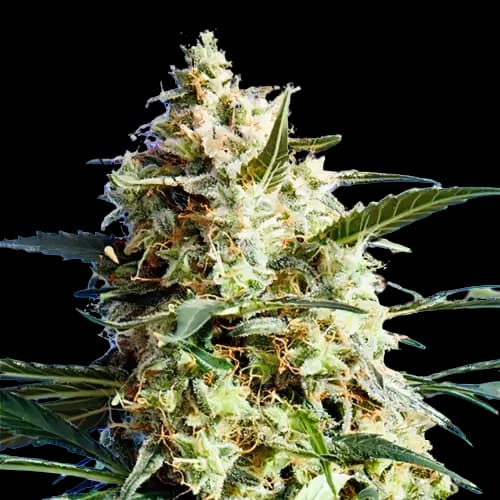 Emballage de graines de cannabis CBD Mango Haze — Royal King Seeds France