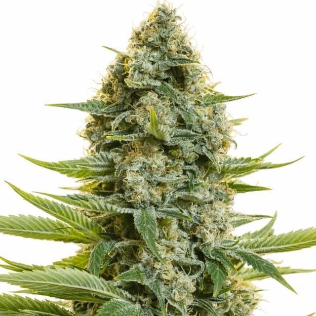 Emballage de graines de cannabis CBD Moby Dick — Royal King Seeds France