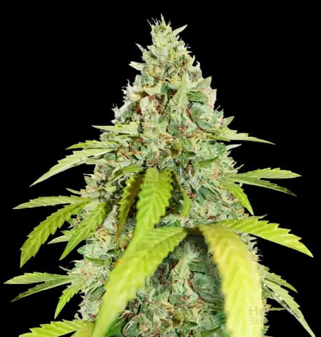 CBD PH Haze Feminized