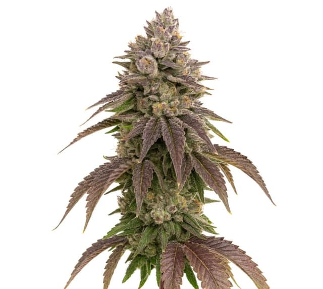 CBD Therapy Feminized