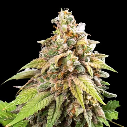 Emballage de graines de cannabis Champagne Kush — Royal King Seeds France