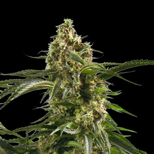 Emballage de graines de cannabis Cherry AK-47 — Royal King Seeds France