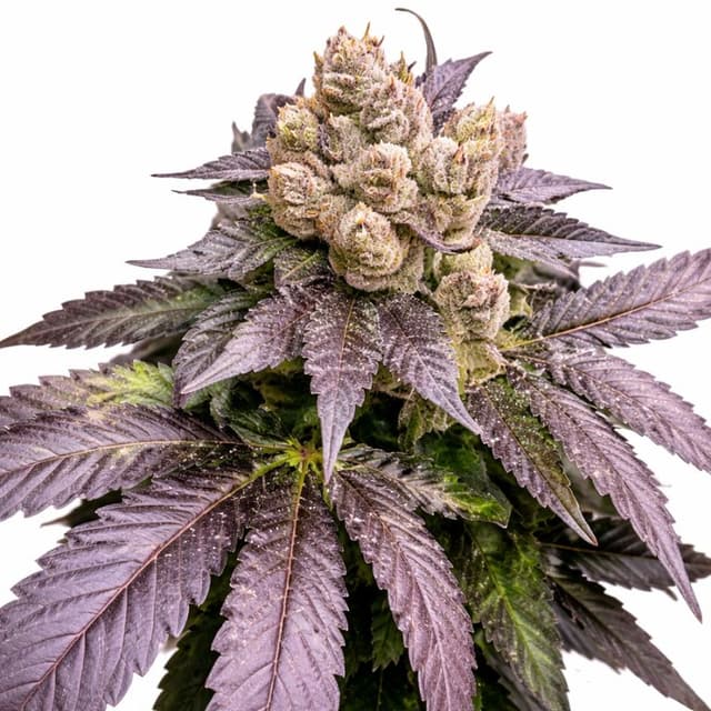 Emballage de graines de cannabis Cherry Chem — Royal King Seeds France