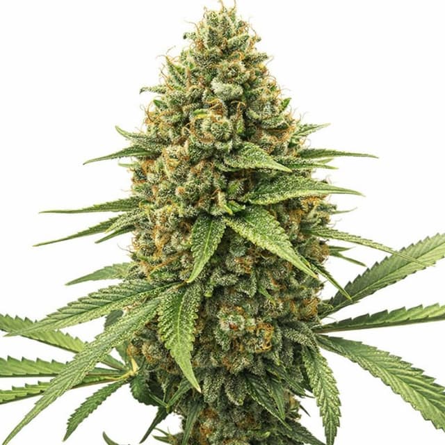 Emballage de graines de cannabis Chocolate Kush — Royal King Seeds France