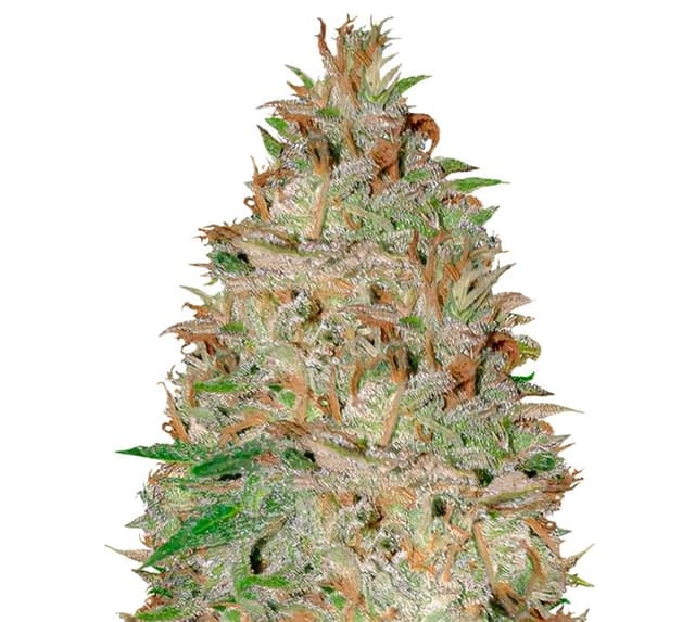 Emballage de graines de cannabis Chocolate Orange — Royal King Seeds France