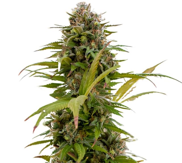 Emballage de graines de cannabis Chronic Thunder — Royal King Seeds France