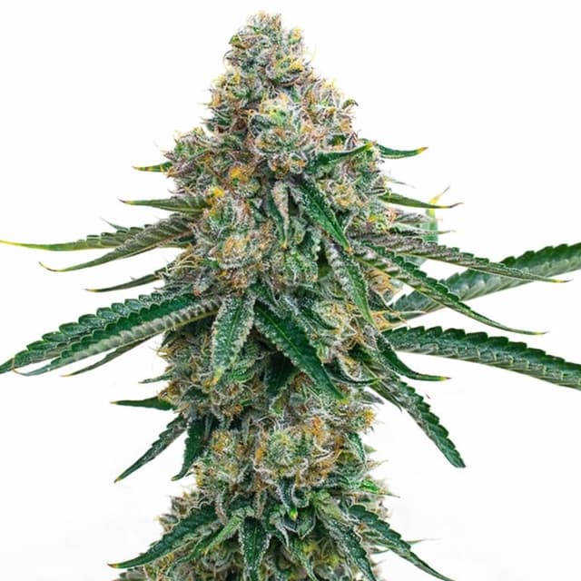 Emballage de graines de cannabis Colorado Bubba — Royal King Seeds France