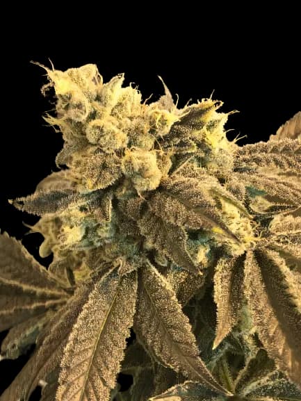 Emballage de graines de cannabis Cowboy Kush — Royal King Seeds France