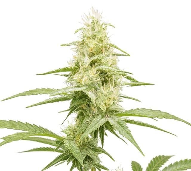 Emballage de graines de cannabis Critical Jack — Royal King Seeds France
