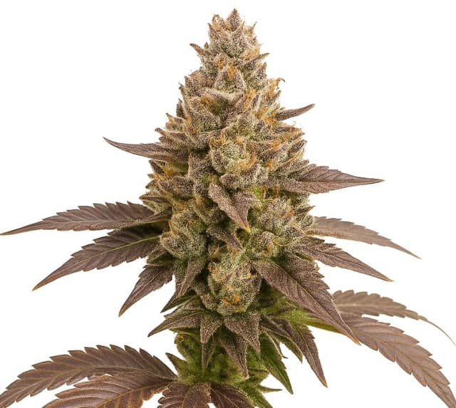 Emballage de graines de cannabis Critical Plus — Royal King Seeds France