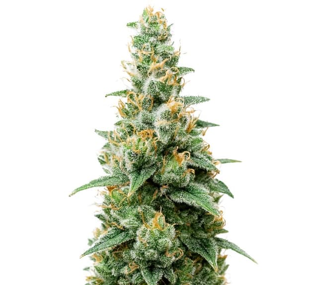 Emballage de graines de cannabis Critical Skunk — Royal King Seeds France