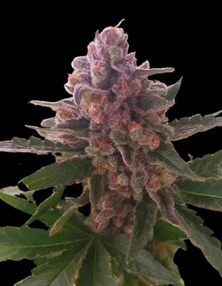Emballage de graines de cannabis Crown Royale — Royal King Seeds France