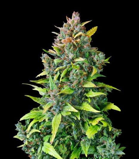Emballage de graines de cannabis Dance World CBD — Royal King Seeds France