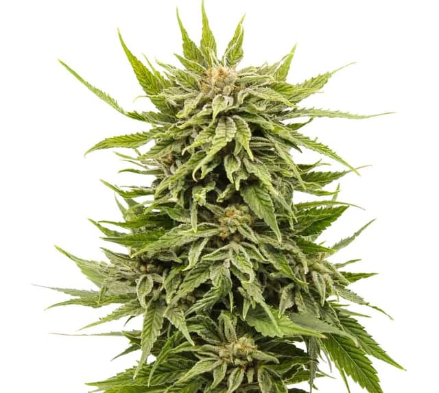 Emballage de graines de cannabis Dank Schrader — Royal King Seeds France