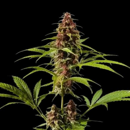 Emballage de graines de cannabis DJ Short Blueberry — Royal King Seeds France