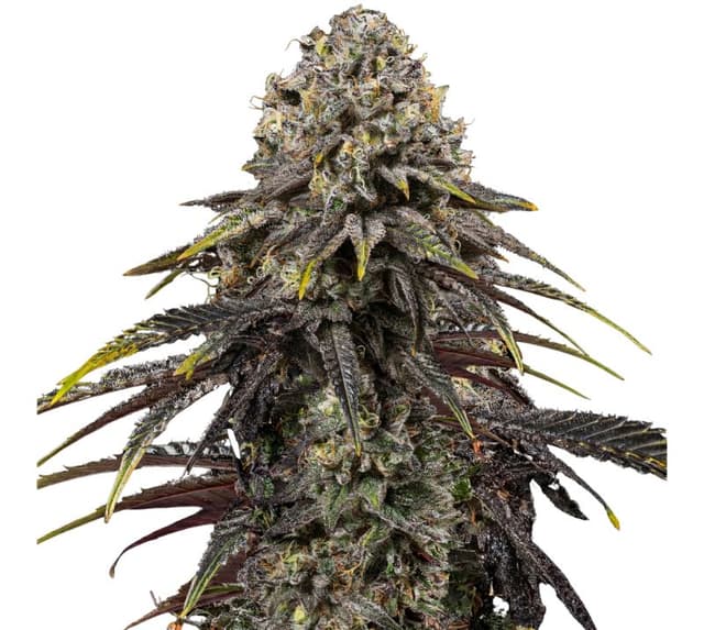Emballage de graines de cannabis Dynamite Diesel — Royal King Seeds France
