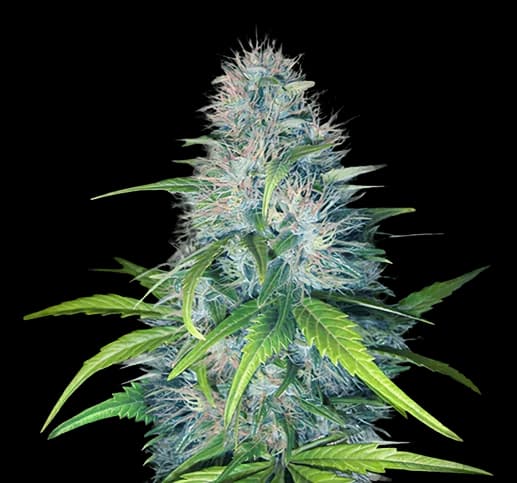 Early Miss Feminized